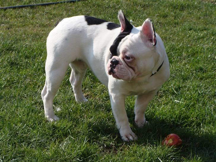 Fransk bulldog Tyson - Tyson 1 år billede 9