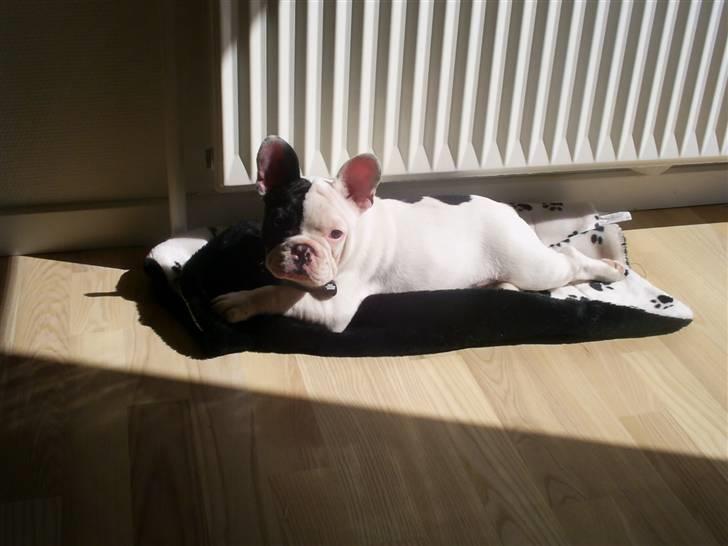 Fransk bulldog Tyson billede 10