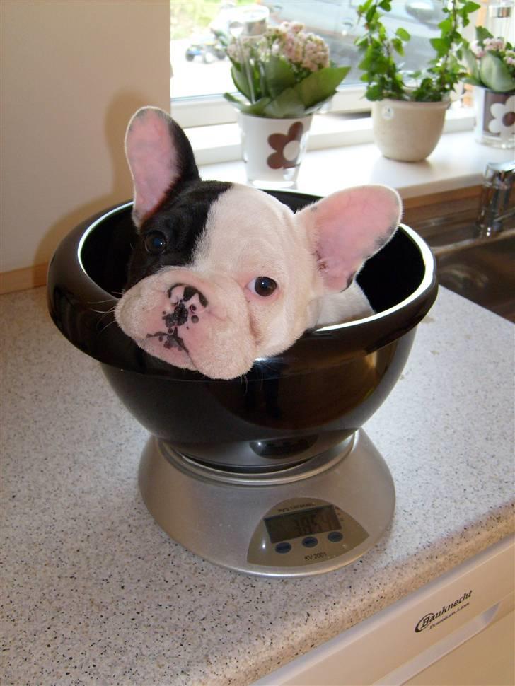 Fransk bulldog Tyson billede 11