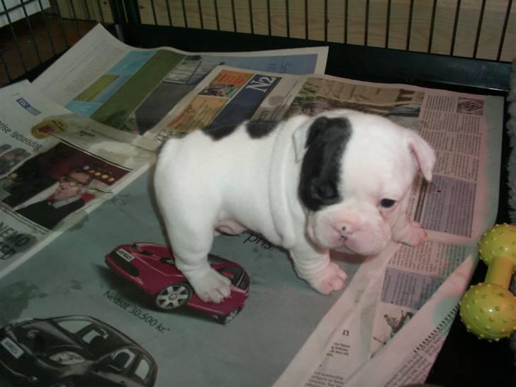 Fransk bulldog Tyson - Her er Tyson ca. 5-6 uger gl. billede 12