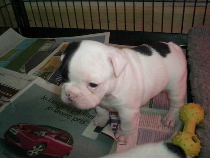 Fransk bulldog Tyson - Her er Tyson 5-6 uger gl. billede 13