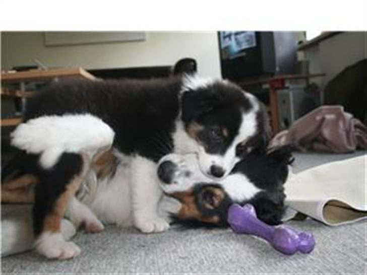 Australian shepherd LP1, RBM,  Painted Magic  Boromir of Gondor RIP   - Putter med nevø Darky billede 10