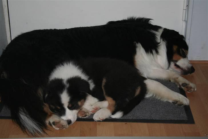 Australian shepherd LP1, RBM,  Painted Magic  Boromir of Gondor RIP   - Man bliver træt af alt den leg.... billede 11