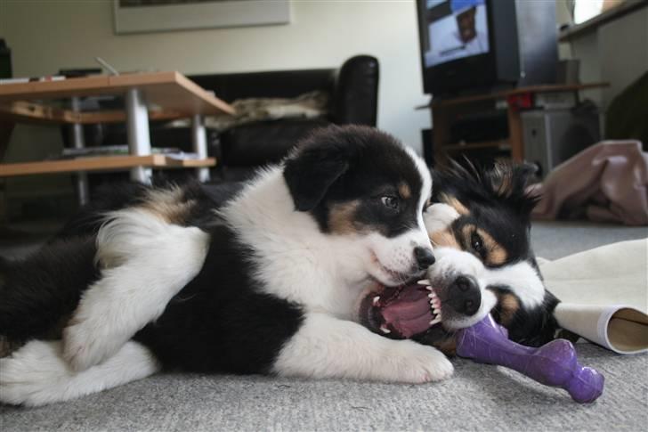 Australian shepherd LP1, RBM,  Painted Magic  Boromir of Gondor RIP   - Se onkels bisser....  billede 12