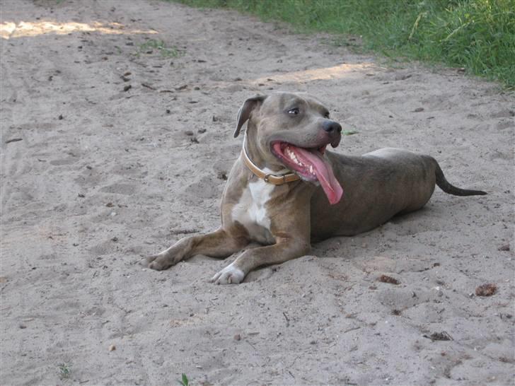 Amerikansk staffordshire terrier #Tira#R.I.P billede 19