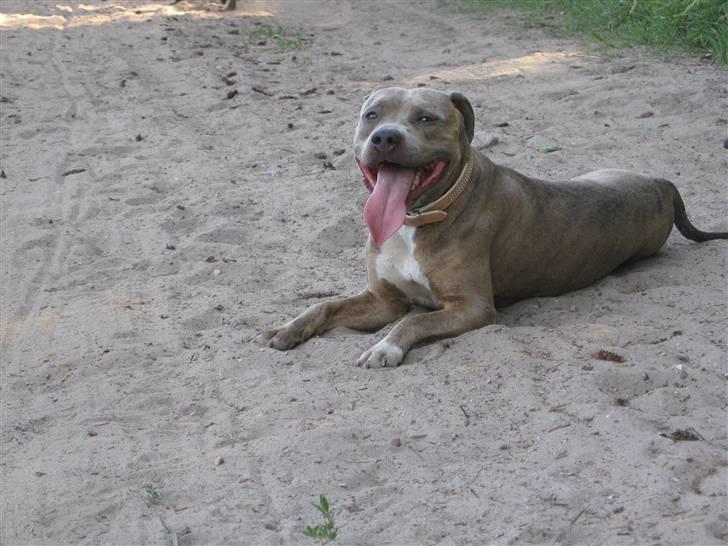 Amerikansk staffordshire terrier #Tira#R.I.P billede 20