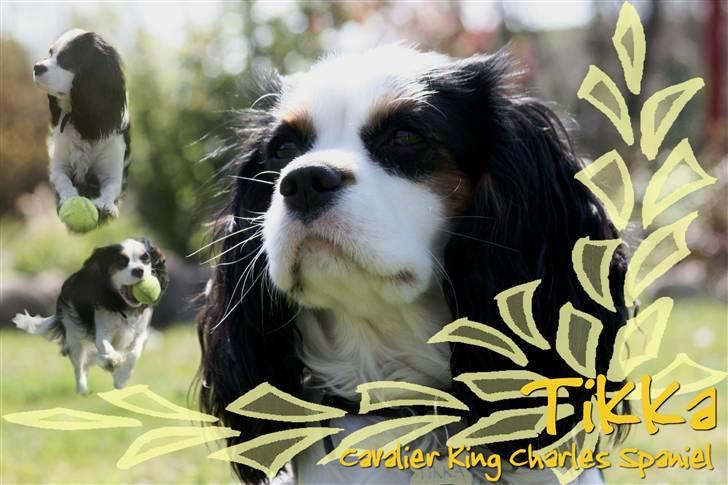 Cavalier king charles spaniel Tikka - Tikka<3 NYT d. 24.04 med vores nye kamera :) billede 1