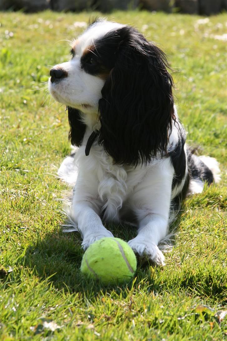 Cavalier king charles spaniel Tikka - Tikka<3 NYT d. 24.04 med vores nye kamera :) billede 2