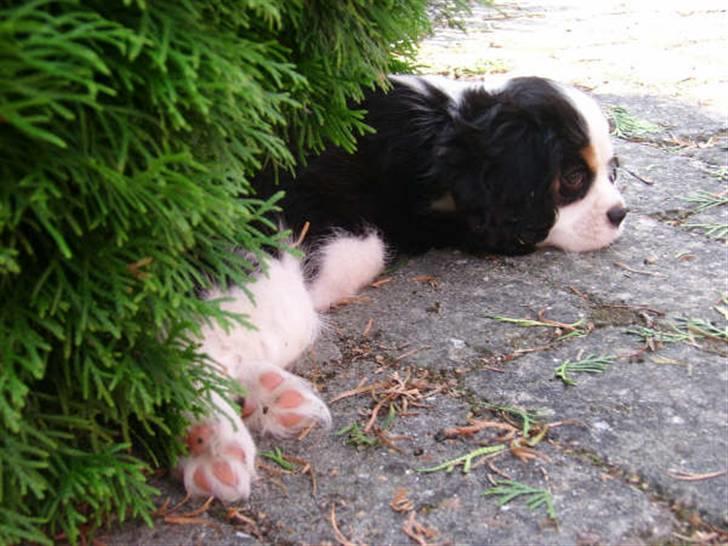 Cavalier king charles spaniel Tikka - Tikka<3 Endnu engang på hendes yndlingsplads! :) billede 4