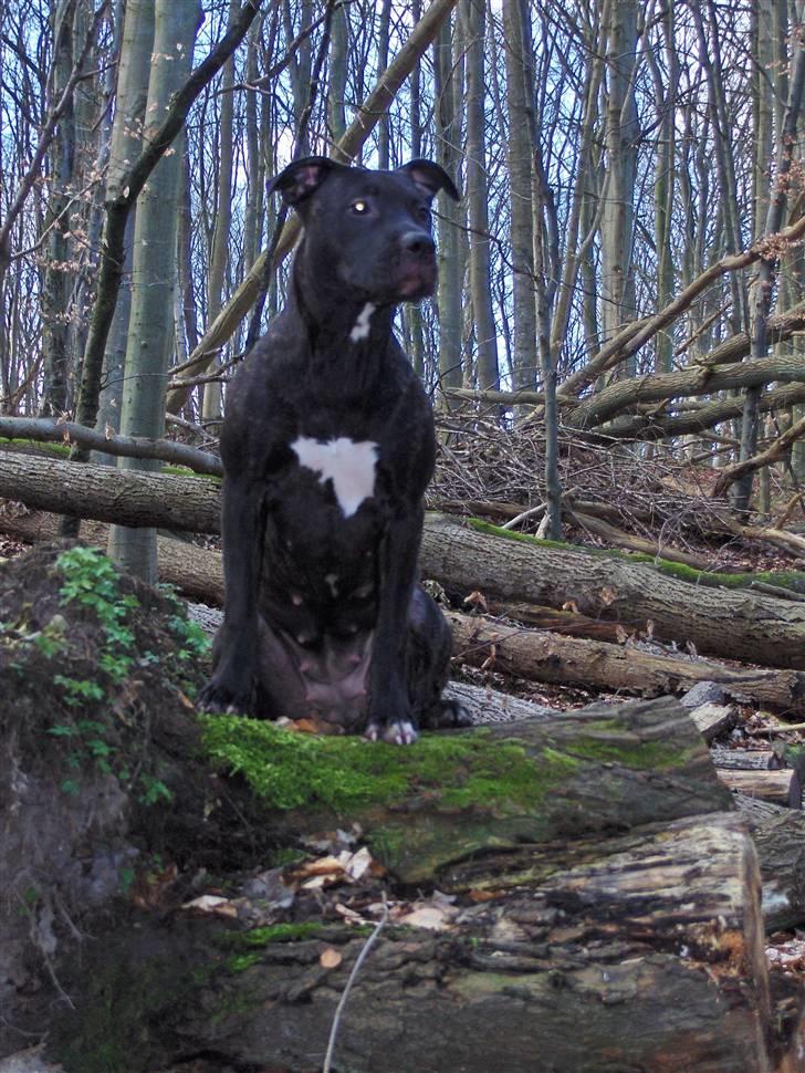 Amerikansk staffordshire terrier Cille - I skoven;) billede 3