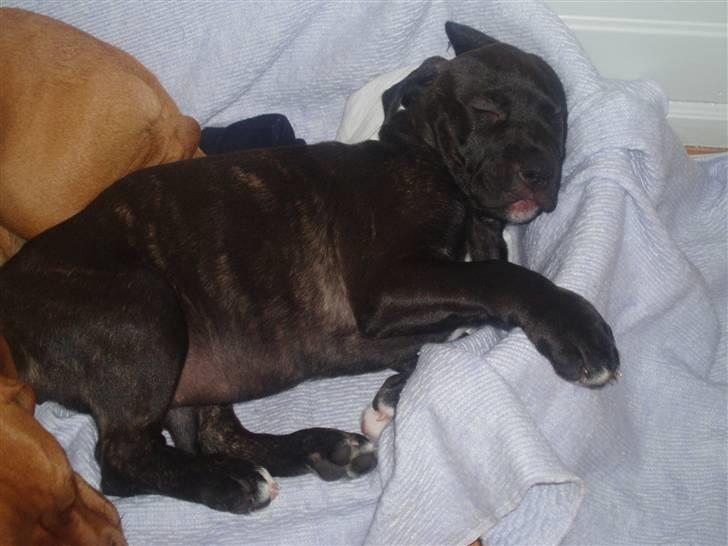 Amerikansk staffordshire terrier Cille - Så sødt du ligger billede 4