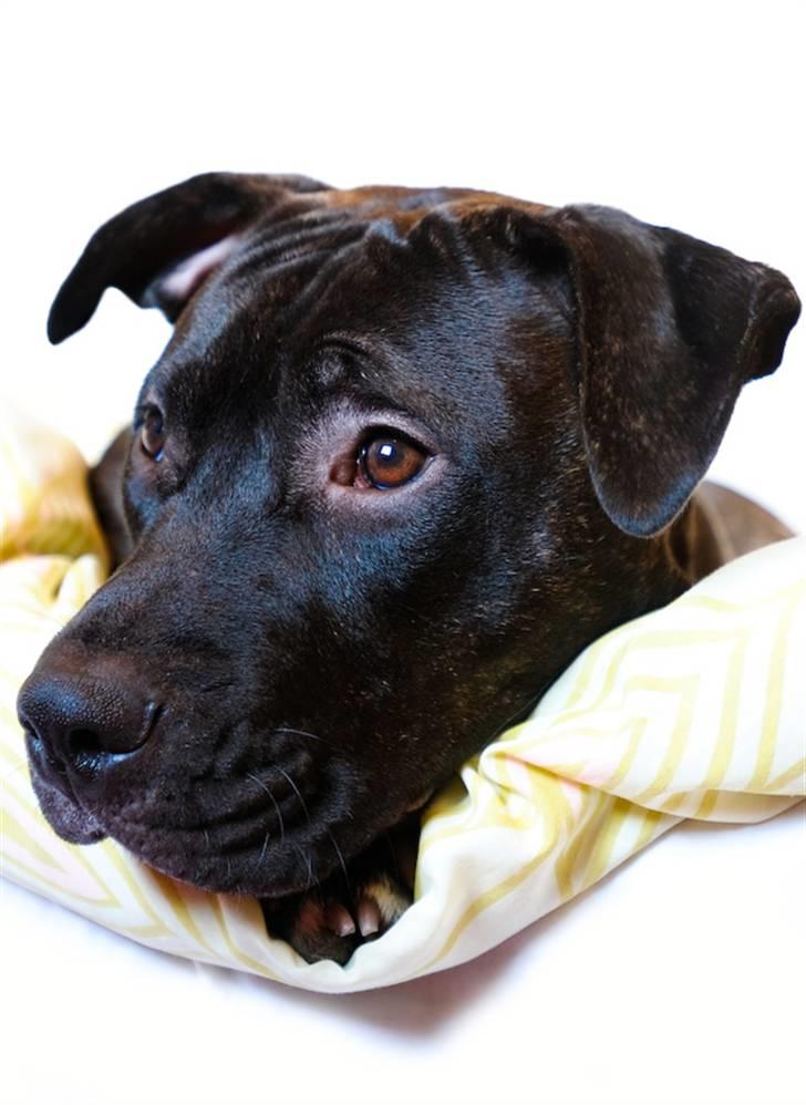 Amerikansk staffordshire terrier Cille - Så fin Cille billede 5