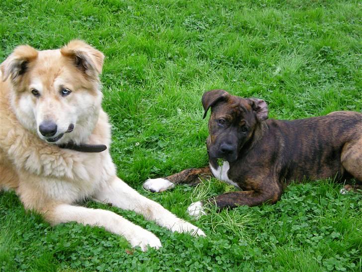 Blanding af racer Balder - Lille Balder med Stella billede 9