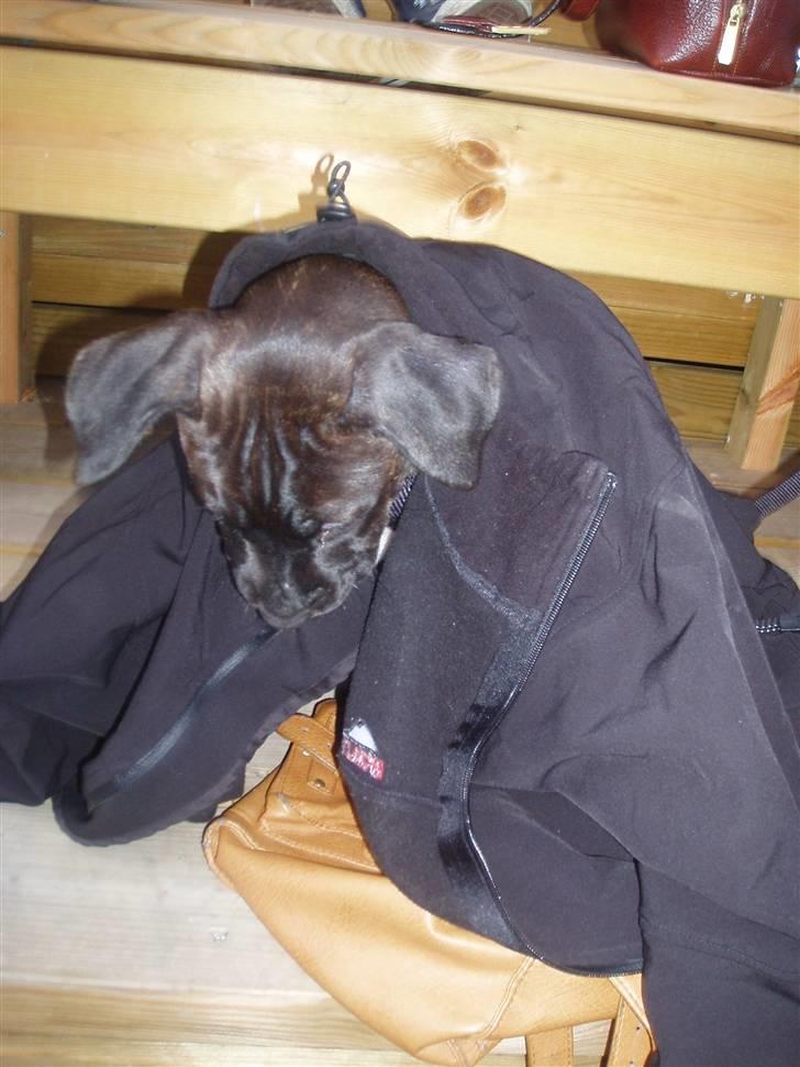 Amerikansk staffordshire terrier Cille - Fryser du Cille, arghh hold nu det er sommer billede 6