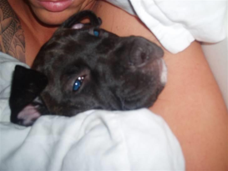 Amerikansk staffordshire terrier Cille - Putter vi lige igen billede 7