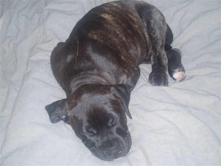 Amerikansk staffordshire terrier Cille - Cille har så lig overtaget sengen billede 8