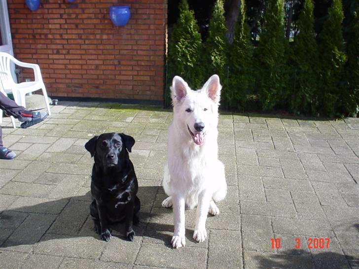 Hvid schæfer Cisco - Må jeg præsentere min "søster" Ayla :-) billede 6