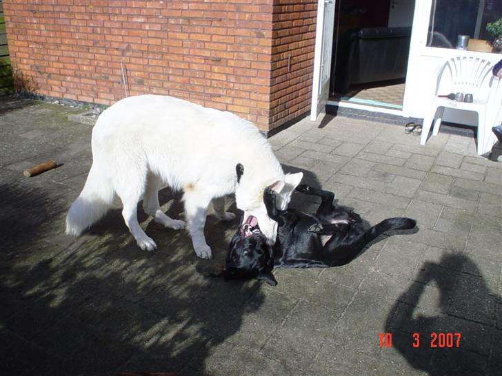 Hvid schæfer Cisco - Jeg kan lege med hende.......... billede 7