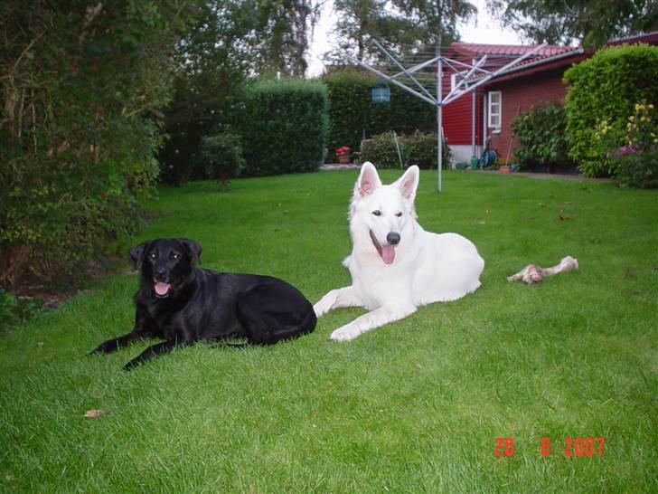 Hvid schæfer Cisco - Og jeg kan hygge mig med hende billede 8