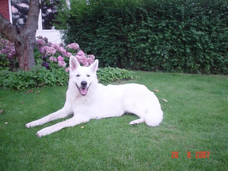 Hvid schæfer Cisco - Det er godt nok svært at ligge stille...... billede 9