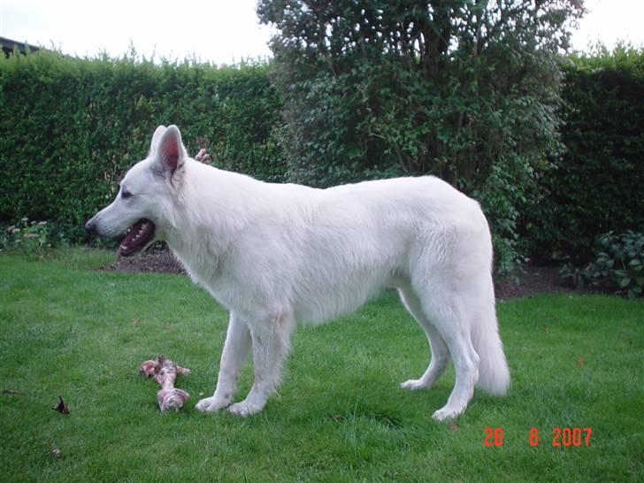 Hvid schæfer Cisco - Og ikke mindre svært at stå stille ;-) billede 10