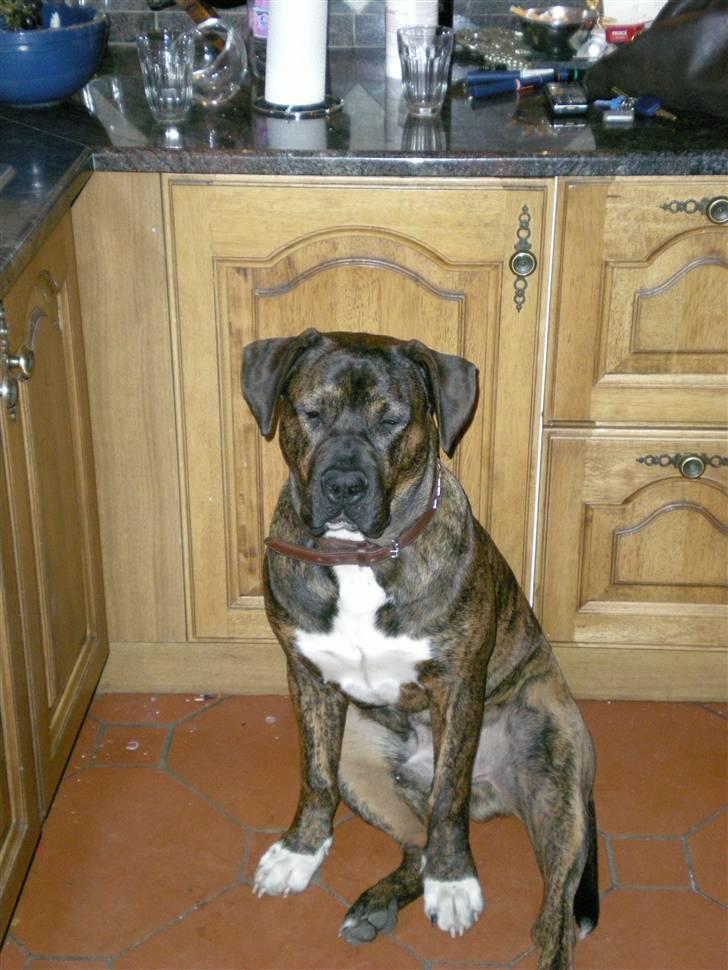 Blanding af racer Balder - Nu er jeg altså træt af at få taget billeder billede 10