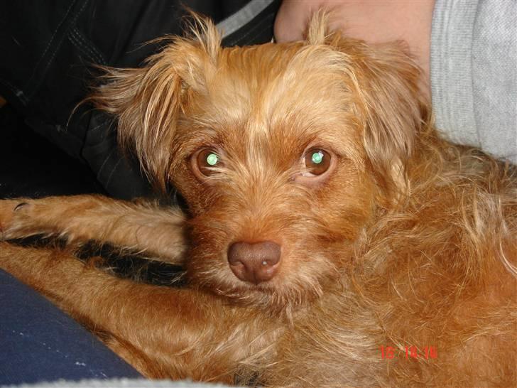 Blanding af racer bel (solgt) - hvad nu mor billede 1