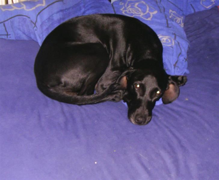 Blanding af racer Jessie - 3 år gammel,  sovende i min seng :-) billede 8