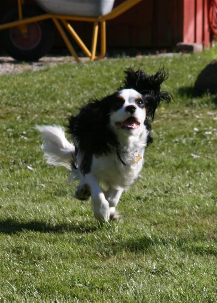 Cavalier king charles spaniel Tikka - Tikka<3 NYT d. 23.04 med vores nye kamera :) Yiiiihaaaaa billede 5