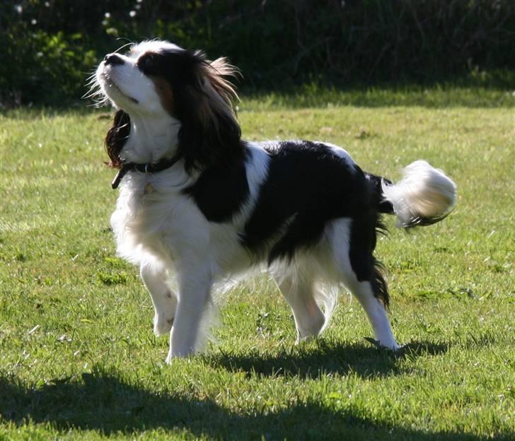 Cavalier king charles spaniel Tikka - Tikka <3 NYT d. 23.04 med vores nye kamera :) Så stolt hun ser ud! billede 6