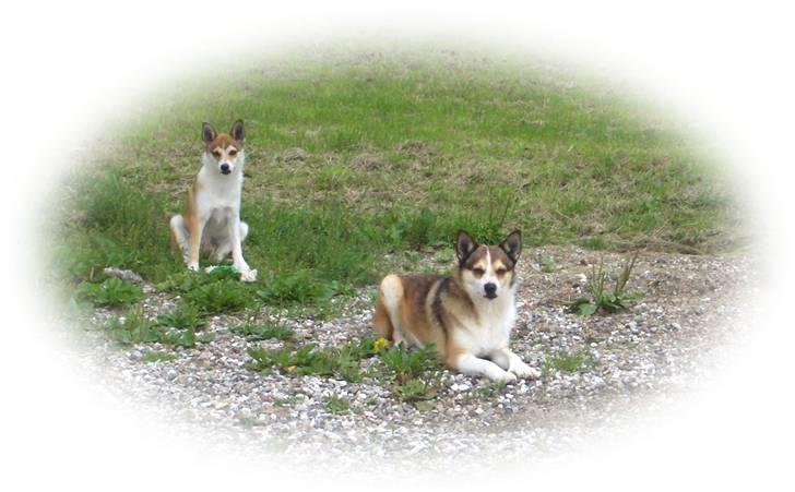 Norsk lundehund Frey - Mille og Frey hygger sig  billede 10