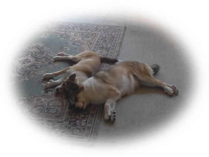 Norsk lundehund Frey - To trætte hunde billede 11