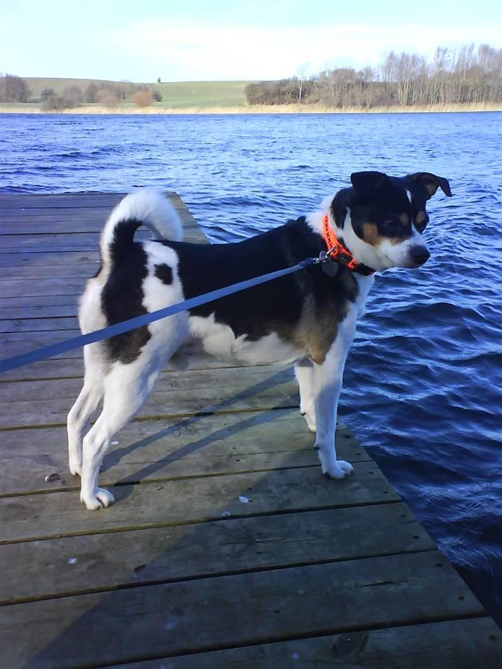 Blanding af racer Samson ('02 - '09) - Samson elsker vand. Her et godt billede ved søen. billede 1