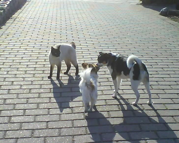 Blanding af racer Samson ('02 - '09) - "Jeg kan både sammen med hunde og katte" billede 2