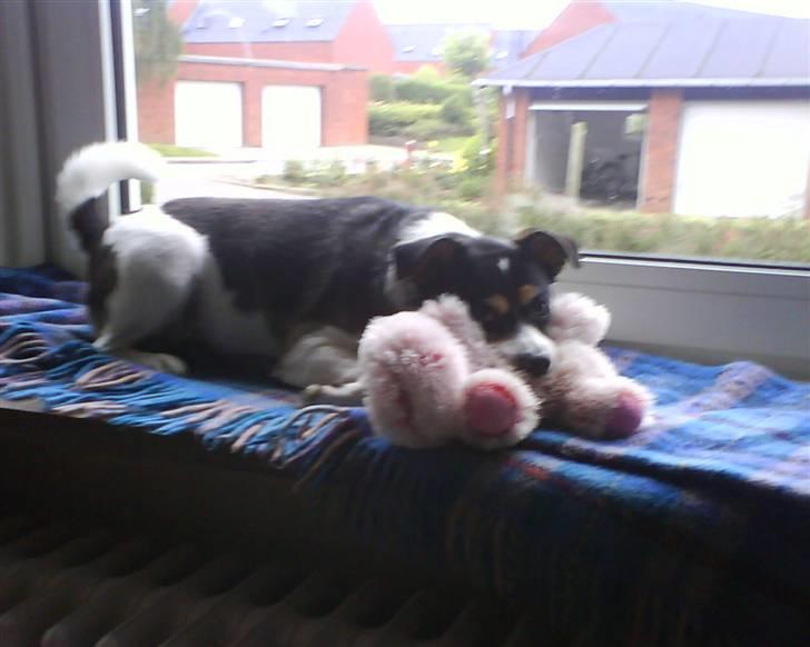 Blanding af racer Samson ('02 - '09) - Skal da ligge behageligt, med udsigt... billede 3