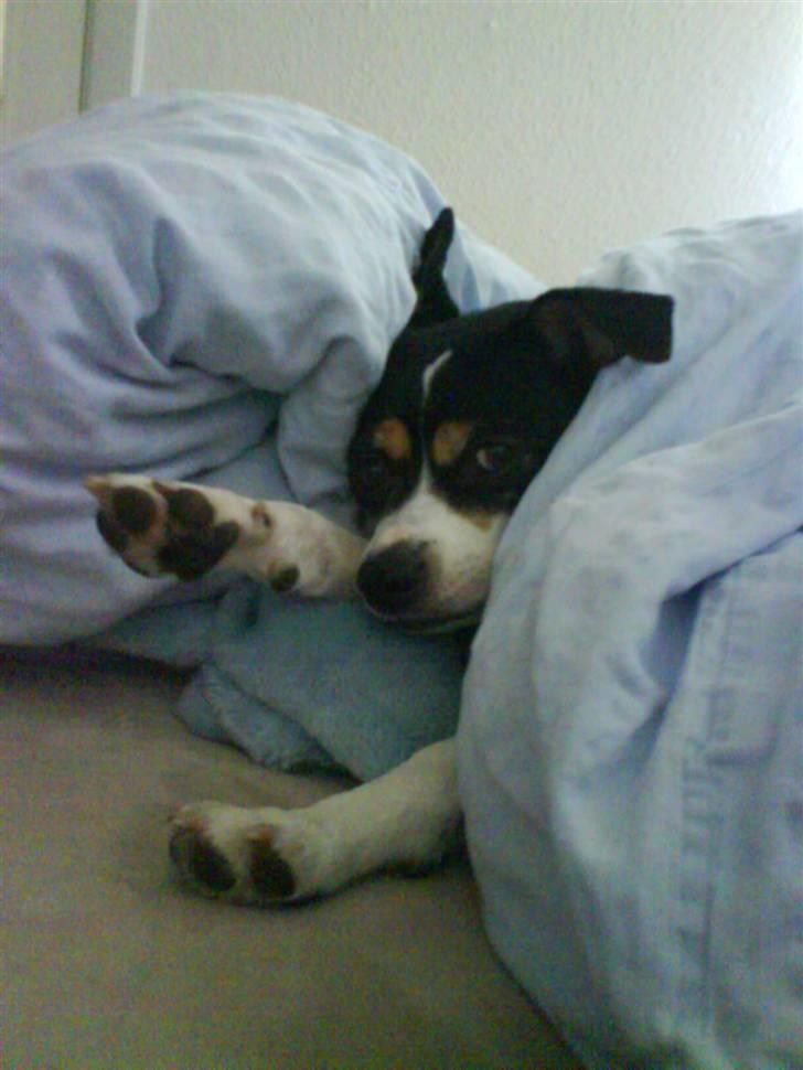 Blanding af racer Samson ('02 - '09) - En god dyne og pude er nu heller ikke af vejen. billede 4