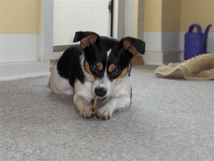 Blanding af racer Samson ('02 - '09) - Et ungdomsbillede, men nej hvor ser jeg fræk ud... billede 5