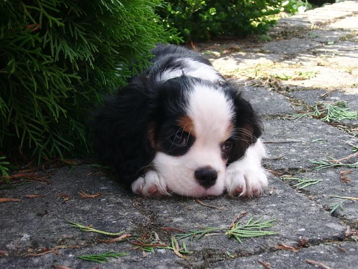 Cavalier king charles spaniel Tikka - Tikka<3 Jeg ligger bare og hygger! Hvalpebillede. billede 7