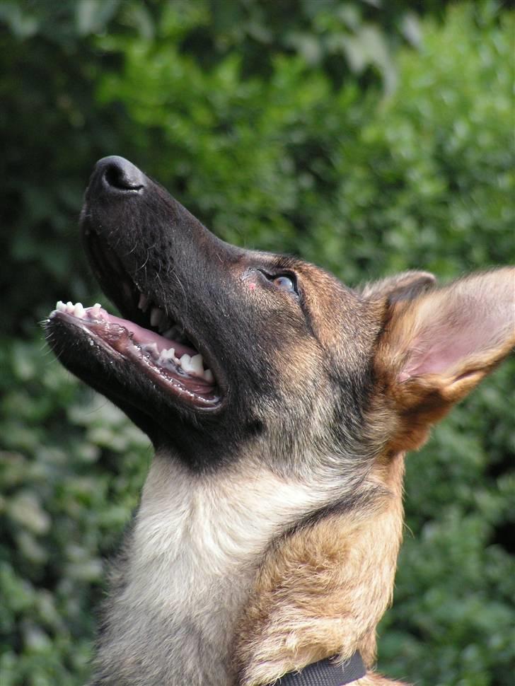 Schæferhund Team Rapi Bacardi(Lotte) billede 12