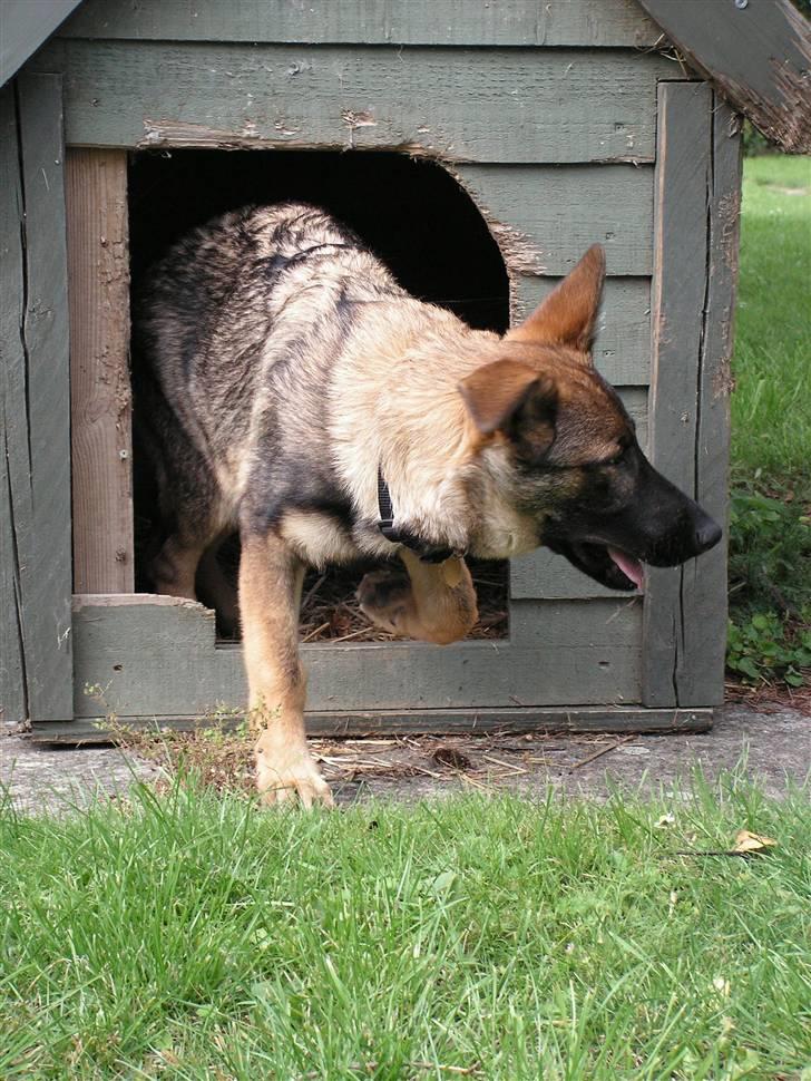 Schæferhund Team Rapi Bacardi(Lotte) billede 13