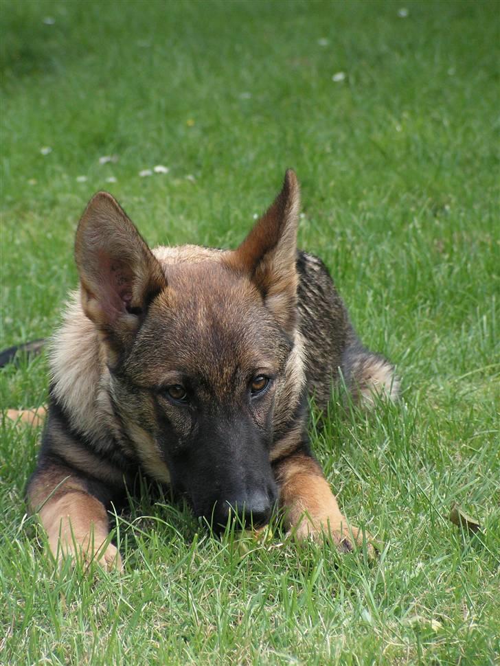 Schæferhund Team Rapi Bacardi(Lotte) billede 14
