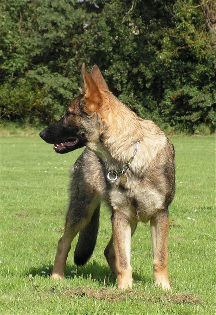 Schæferhund Team Rapi Bacardi(Lotte) - 10/9-07 billede 15