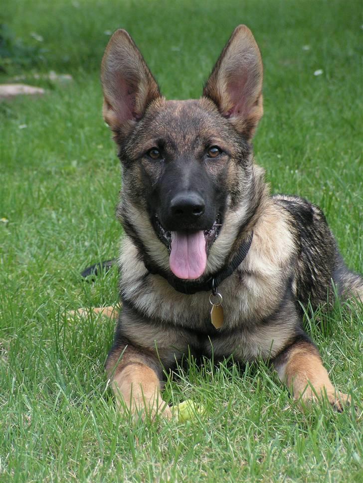 Schæferhund Team Rapi Bacardi(Lotte) billede 16