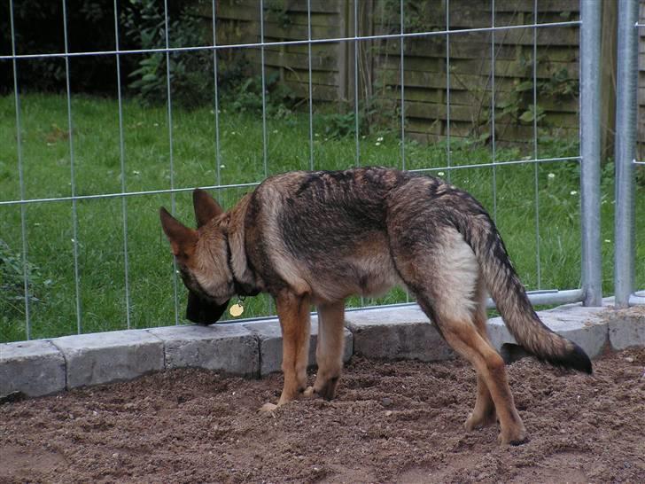 Schæferhund Team Rapi Bacardi(Lotte) billede 17