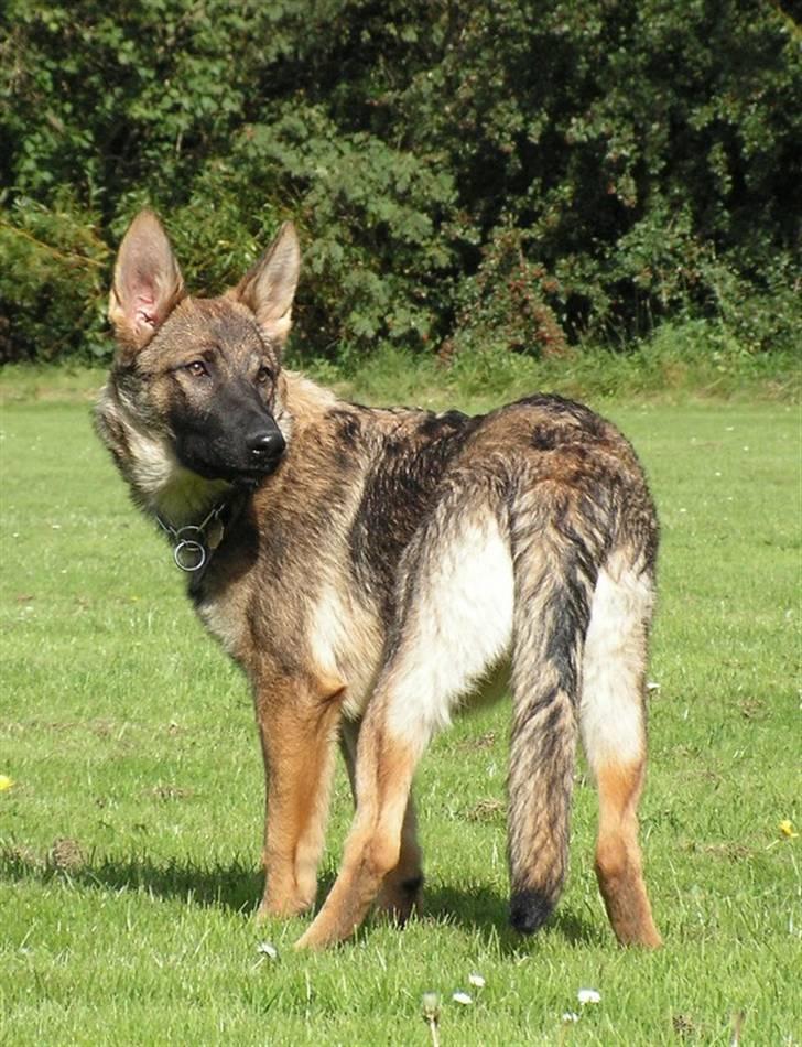 Schæferhund Team Rapi Bacardi(Lotte) - 10/9-07 billede 18