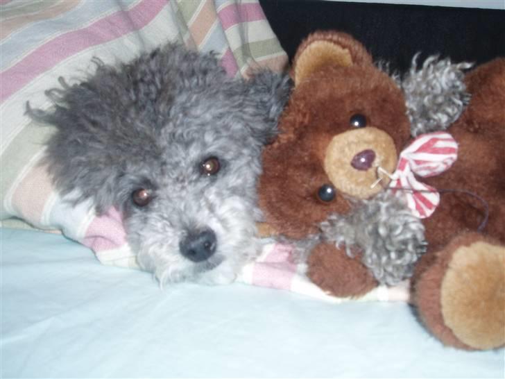 Dværgpuddel Mille - jeg er meget glad for min bamse :D billede 7