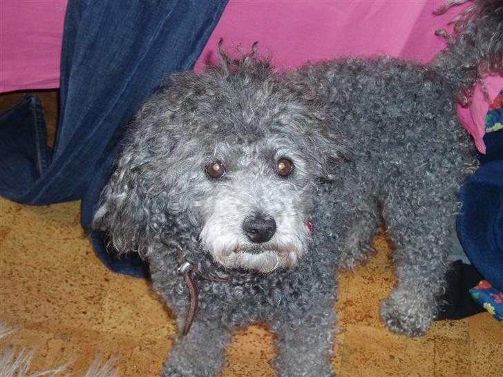 Dværgpuddel Mille - Hej alle sammen billede 8