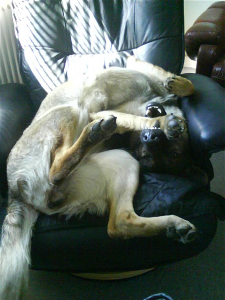 Schæferhund Team Rapi Bacardi(Lotte) billede 19