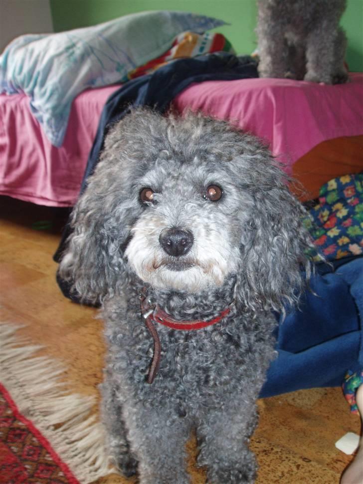 Dværgpuddel Mille - snak dog med mig :P billede 9
