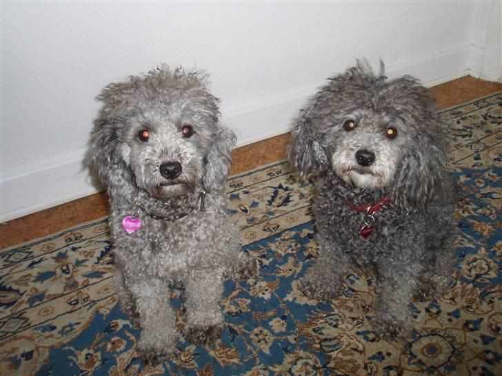 Dværgpuddel Mille - her er vi igen billede 11